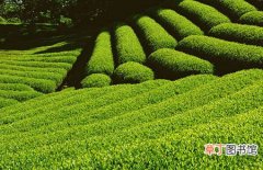 【茶】夏季如何做好茶园管理？夏季茶园田间管理要点和注意事项