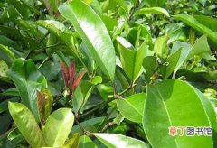 【种植】苦丁茶种植常见病虫害及防治方法