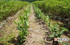 【品种】茶树品种的选育和品质鉴定方法