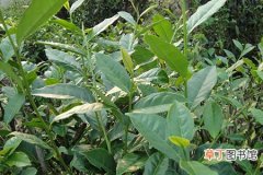 【种植】无公害茶叶的种植技术和注意事项