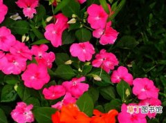 【花卉】天天开花的花卉植物——长春花