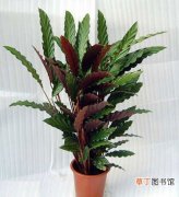 【图片】植物名称及图片——紫背竹芋