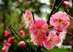 【春节】有什么办法让梅花在春节期间开花？