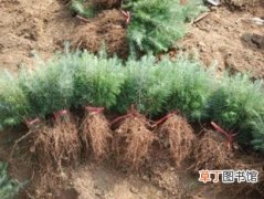 【方法】带土球雪松树苗和不带土球树苗的选择和栽种方法