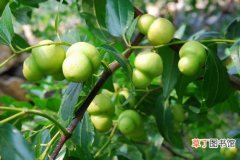 【枣树】冬枣树如何防止落果？应该注意哪些？