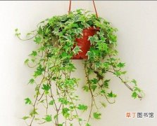 【盆栽】室内盆栽花叶常春藤的养殖方法和注意事项