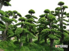 【造型】对节白蜡树——景观造型树之王