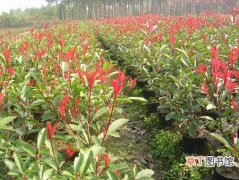【栽培】红叶石楠容器苗的栽培技术和病虫害防治知识