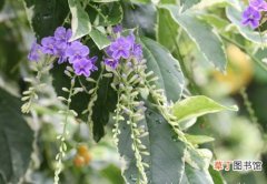 【植物】花卉植物名称及图片——花叶假连翘