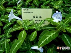 【图片】植物名称及图片——银脉芦莉草