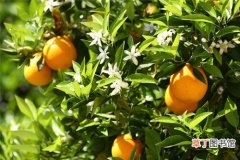 【图片】植物名称及图片——香橙