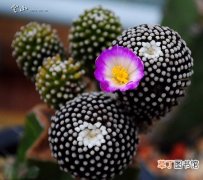 【植物】仙人掌科植物名称及图片——松针牡丹