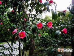 【花】树木名称及图片——红花油茶树