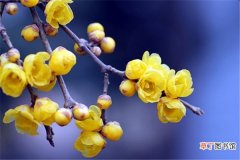 【开花】如何使腊梅在元旦开花有哪些方法？