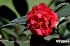【植物】花卉植物名称及图片——紫金冠山茶