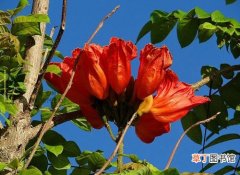 【国花】加蓬的国花是什么花？