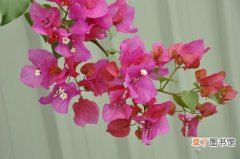 【国花】赞比亚的国花是什么花？