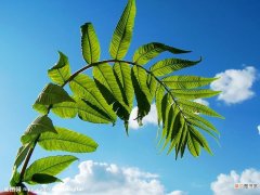 【植物】空气湿度对花卉植物的生长有哪些影响？