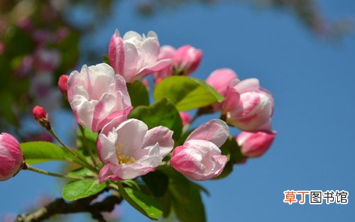 【食用】海棠花的食用价值和药用功效