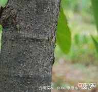 【树】云南蕊木是什么树木？