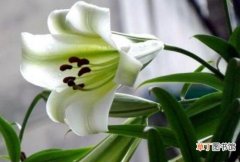 【百合花】送百合花朵数的含义有哪些？