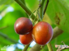 缅茄 【植物】灌木植物名称及图片——树番茄