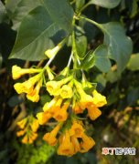 黄瓶子花 【植物】灌木植物名称及图片——黄花夜香树