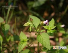 【图片】草本植物名称及图片——紫斑蝴蝶草
