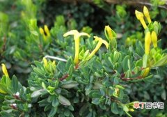 黄花瑞香 【植物】小灌木植物名称及图片——橙花瑞香
