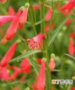 【图片】草本植物名称及图片——红花钓钟柳