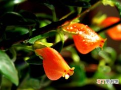 金鱼花、袋鼠吊兰、吊金鱼 【植物】花卉植物名称及图片——金鱼吊兰