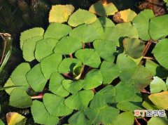 【图片】水生植物名称及图片——菱角