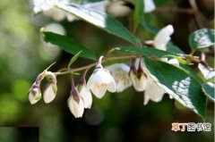 【植物】灌木植物名称及图片——紫萼山梅花