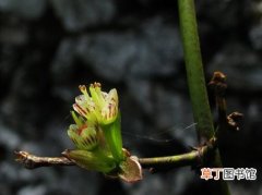 【图片】植物名称及图片大全——鄂西清风藤