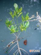 【图片】植物名称及图片大全——红海榄