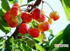 【图片】果树图片及名称大全——毛樱桃
