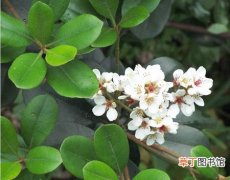 春花、雷公树、白杏花、报春花 【植物】灌木植物名称及图片——石斑木
