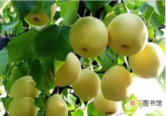 白挂梨、罐梨 【图片】果树图片及名称大全——白梨树