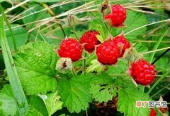 【图片】植物名称及图片大全——茅莓