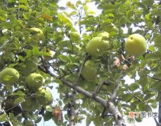 榅桲、金苹果 【图片】植物名称及图片大全——木梨