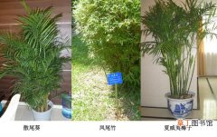 图片 【凤尾竹】散尾葵和凤尾竹夏威夷椰子的区别