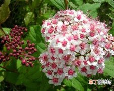 【花卉】灌木花卉植物图片及名称——高山绣线菊