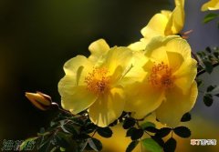 【植物】灌木植物名称及图片——单瓣黄刺玫