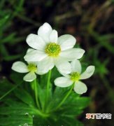 【图片】植物名称及图片大全——云南银莲花