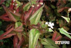 【图片】赤胫散是一种什么植物？赤胫散图片及简介