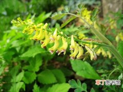 【植物】蛇果黄堇是一种什么植物？蛇果黄堇图片及简介