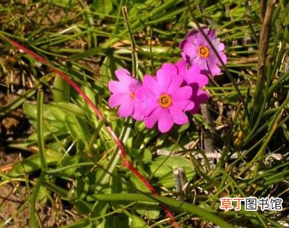 【图片】植物名称及图片大全——西藏报春