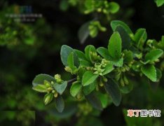 【植物】灌木植物名称及图片——川滇鼠李
