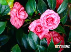 【花卉】茶花是一种什么花卉植物？茶花的花期、别名及简介