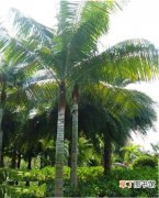 【植物】红领椰子是一种什么植物？红领椰子树图片及简介